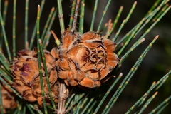 Cylindrococcus spiniferus