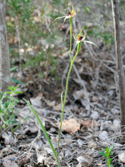 Caladenia macrostylis