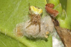 Araneus albotriangulus
