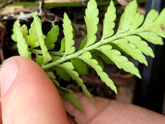 Asplenium lyallii