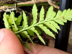 Asplenium lyallii