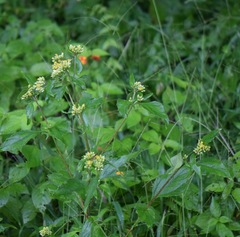 Schistocarpha eupatorioides
