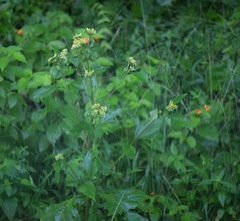 Schistocarpha eupatorioides