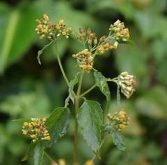 Schistocarpha eupatorioides