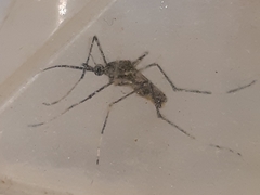 Toxorhynchites speciosus