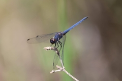 Trithemis dorsalis