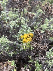 Eriophyllum