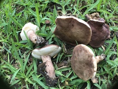Tylopilus ferrugineus