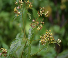 Schistocarpha eupatorioides