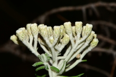 Ozothamnus costatifructus