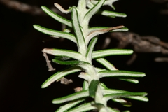 Ozothamnus costatifructus