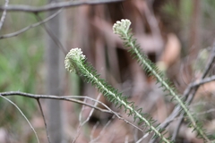 Ozothamnus costatifructus