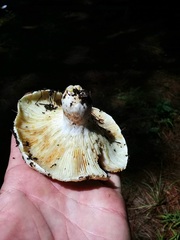 Russula brevipes
