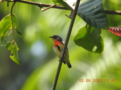 Dicaeum sanguinolentum