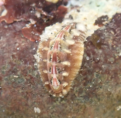 Polyplacophora