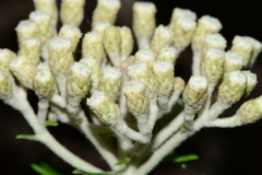 Ozothamnus costatifructus