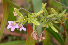 Thomasia petalocalyx
