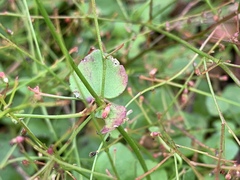 Gonocarpus micranthus micranthus