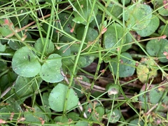 Gonocarpus micranthus micranthus