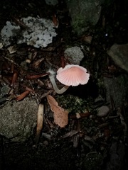 Mycena rosella