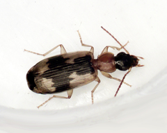 Anomotarus crudelis