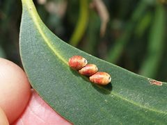 Eriococcus coriaceus