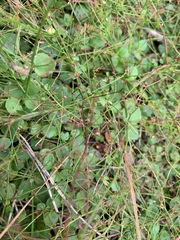 Gonocarpus micranthus micranthus