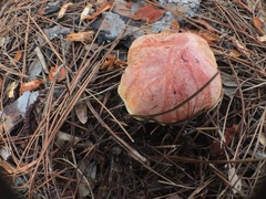 Pulchroboletus rubricitrinus