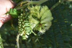 Paraserianthes