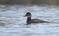 Oxyura leucocephala
