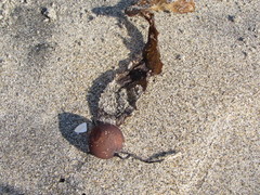 Lessoniaceae