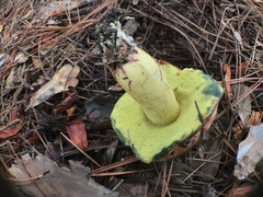 Pulchroboletus rubricitrinus