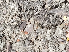 Neocicindela latecincta