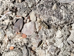 Neocicindela latecincta