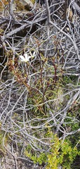 Gentianella stellata