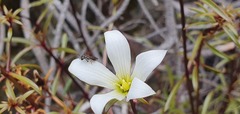 Gentianella stellata