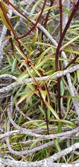 Gentianella stellata