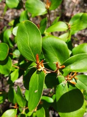 Persoonia laurina