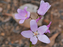 Drosera marchantii