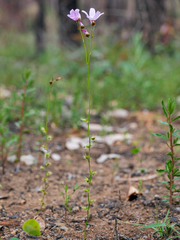 Drosera marchantii