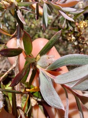 Leptospermum grandifolium