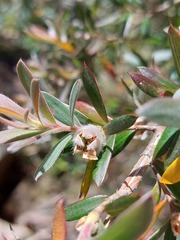 Leptospermum grandifolium