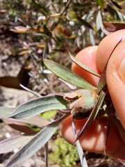 Leptospermum grandifolium