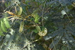 Paraserianthes