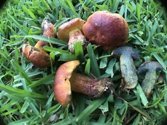 Exsudoporus floridanus