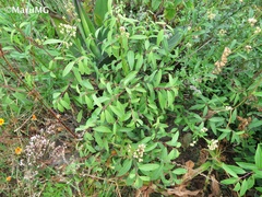 Litsea glaucescens
