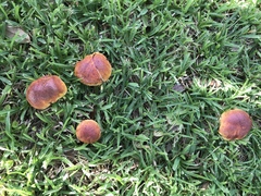 Exsudoporus floridanus