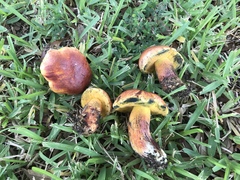 Exsudoporus floridanus