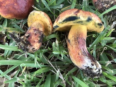 Exsudoporus floridanus