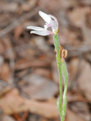 Caladenia nana
